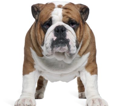 Bulldog, calves, turn of shoulder, standard, terms