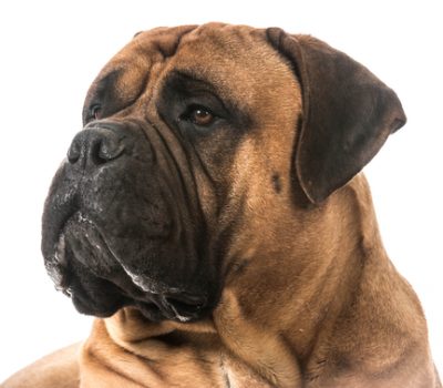 Bullmastiff, neck, head, form follows function