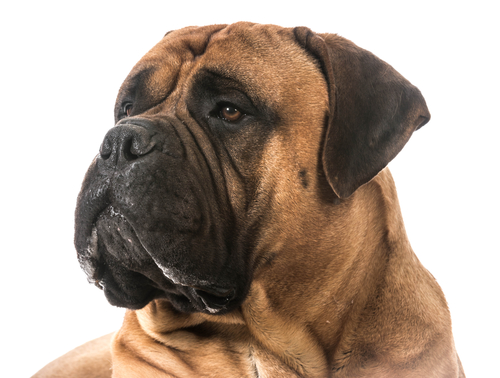 Bullmastiff, neck, head, form follows function