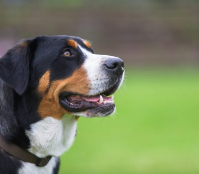 Greater Swiss Mountain Dog,thumbprint, blaze, expression, type