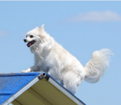 American Eskimo Dog, circus, agility, Cooper Circus Train