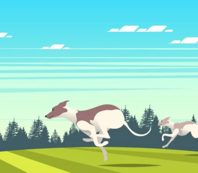 whippet,gait, speed, double suspension gallop