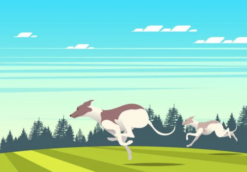 whippet,gait, speed, double suspension gallop