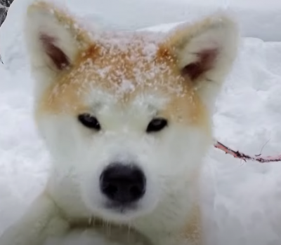 Dog View, Akita, Ako,Puuko, Asuka, Hachiko,Odate