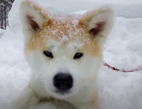 Dog View, Akita, Ako,Puuko, Asuka, Hachiko,Odate