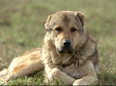 Qartuli Nagazi,Georgian Caucasian Sheepdog, Georgian Sheepdog, Sage Ghafghazi,Kazbegian