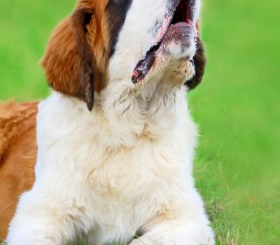 french herding, kulning, saint bernard