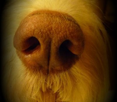  Spinone Italiano,nose, Italian Coarsehaired Pointer