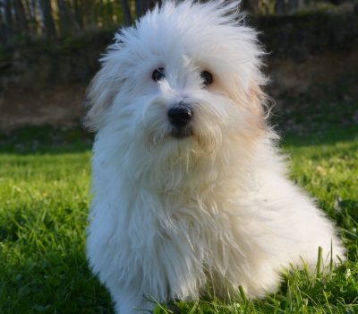 coton de tulear, coat, texture