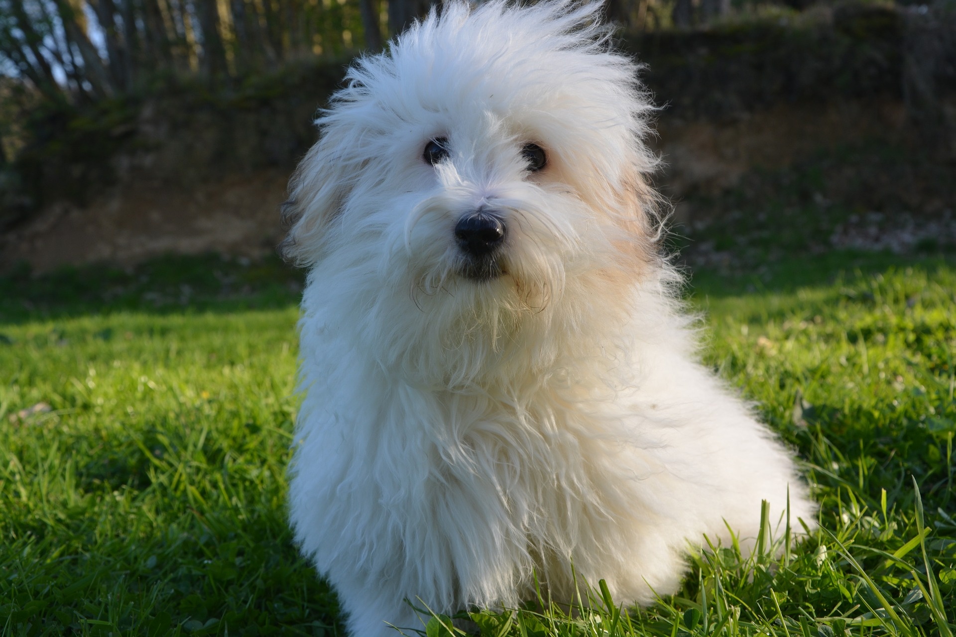 coton de tulear, coat, texture