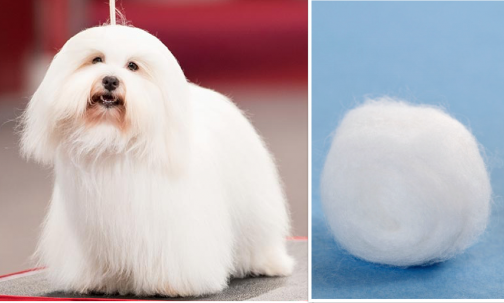 coton de tulear, coat, texture