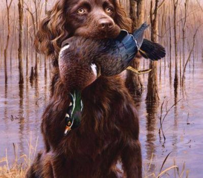 Boykin Spaniel, hunting, hesitant flush