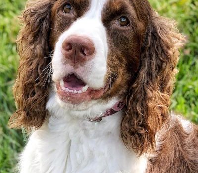 English Springer Spaniel, terms, groove, fluting, furrow