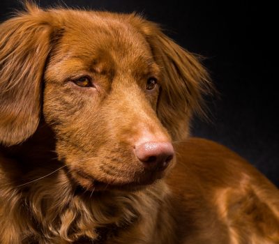 Nova Scotia Duck Tolling Retriever, color, markings