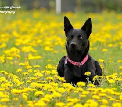 Australian Kelpie, Barb, Thomas Edols