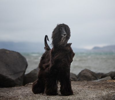 Iceland Kennel Club, Afghan Hound, Icelandic Sheepdog