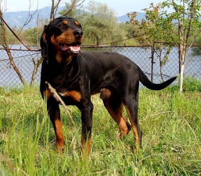 Bulgarian Scenthound, Balgarsko Gonche, Bulgarian Gonche, Mad Forest Scenthound, Ludogorsko Gonche