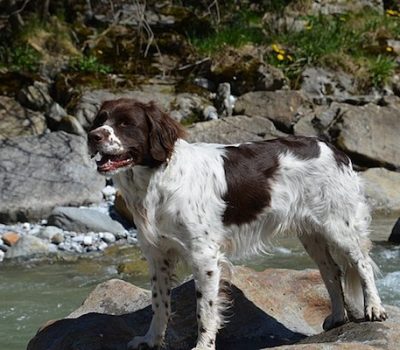 Drentse Patrijshond, Drentscher Hühnerhund, Partridge dogs, Drent,