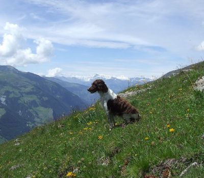 Small Munsterlander, Heidewachtel, Spion, Maly Munsterlandsky Ohar, Petit Münsterländer, Pienimünsterinseisoja, Piccolo Münsterländer, Little Master’s Dog, Magisterhündlein,Hermann Löns