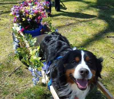  Berner Sennenhund, Bernese Alpine Herdsman's Dog, Bernese Mountain Dog, Dürrbächler,Isaac Schiess