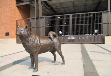 Alaskan Malamute,Siberian Husky,mascot, Dawg Pack, University of Washington, Husky Stadium, football