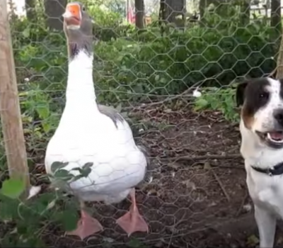 Danish-Swedish Farmdog, Dansk-svensk gårdshund, Dansk-svensk gårdhund,Skaansk Terrier, Skrabba, Skåneterrier, råttehund,Lars Adeheimer,Helene Riisgaard-Pedersen, Brita Lemmon, Melody Farquhar-Chang,Ole Staunskjaer