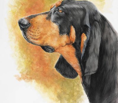 Black and Tan Coonhound, American Black & Tan Coonhound,American Black and Tan Fox and Coonhound