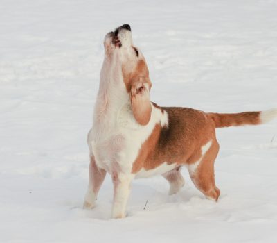 Beagle, tight mouthed, terms, Beagler, Beagling