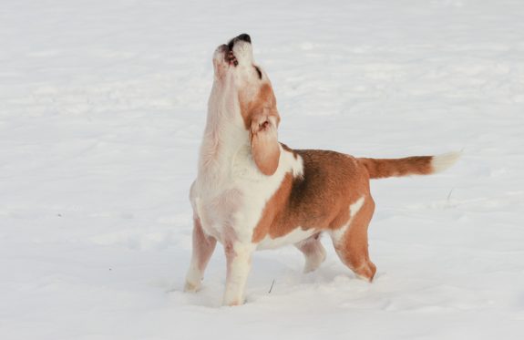Beagle, tight mouthed, terms, Beagler, Beagling