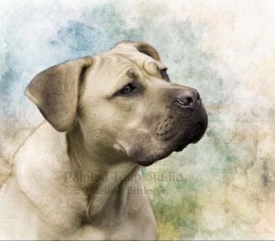 Cane Corso, color, straw stack dog, formentino fulvo, cane da pagliaio,