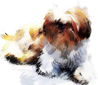 Imperial Shih Tzu, Shih Tzu, teacup,