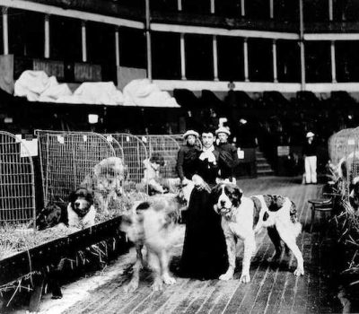 Anna Whitney, AKC, Westminster, firsts, Saint Bernard