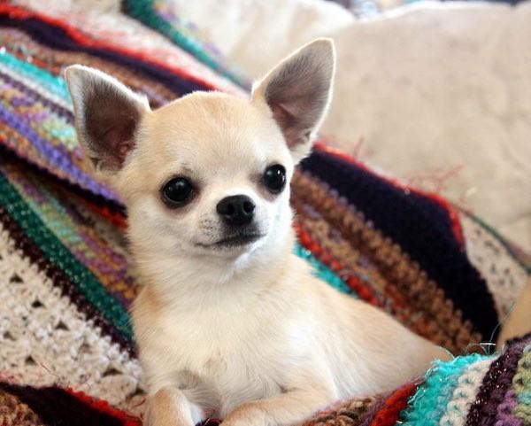 do chihuahua puppies have floppy ears