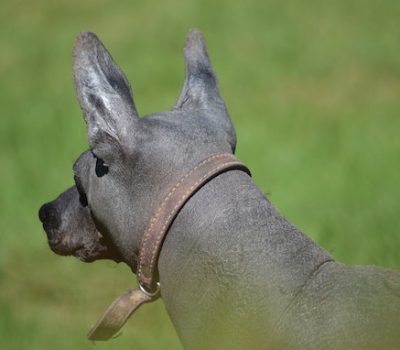 Xoloitzcuintli, Mexican Hairless Dog, Chinito Junior, Valetska Radtke, Mee Too, Norman Pelham Wright