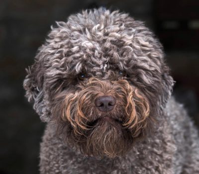 Lagotto Romagnolo,Romagna Water Dog, Italian Truffle Dog, coot,