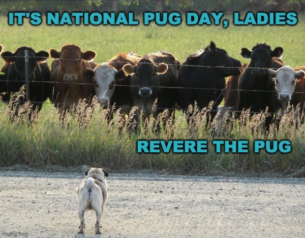 Pug, National Pug Day