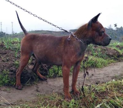 Chongqing Dog, Chuandong Hound,Franki Leung