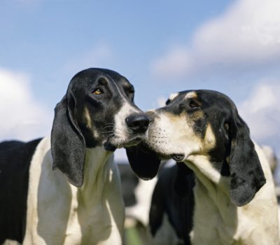 Black and White Hound, Chien Français Blanc et Noir,Henri de Falandre