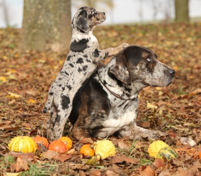 Catahoula Leopard Dog, work, 