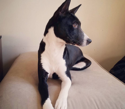 Basenji, head, term, cushions