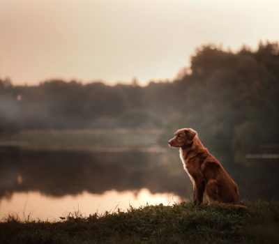 Nova Scotia Duck Tolling Retriever, loin, terms