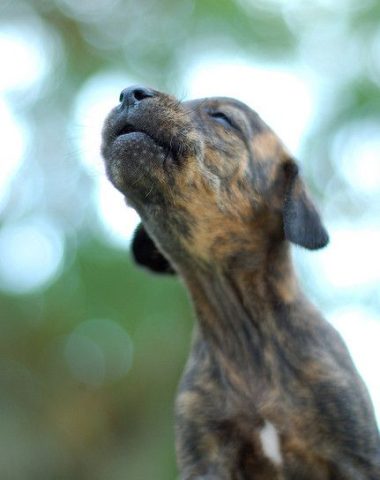 Plott Hound, voice, term