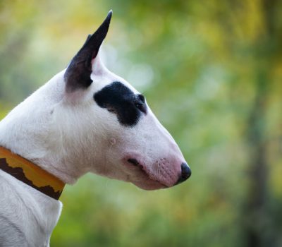 James Hincks, Bull Terrier, color