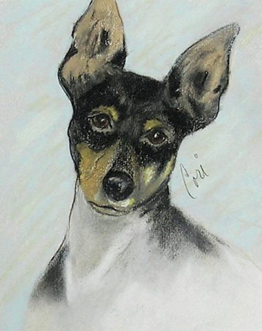 Toy Fox Terrier, American Toy Terrier, Ameritoy