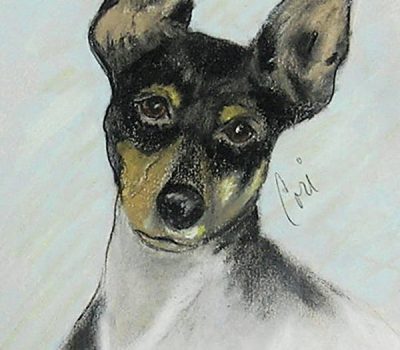 Toy Fox Terrier, American Toy Terrier, Ameritoy