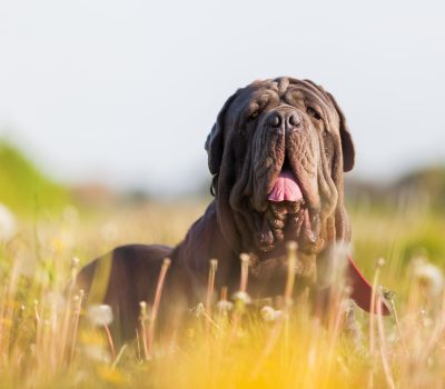 gait, pacing, Neapolitan Mastiff