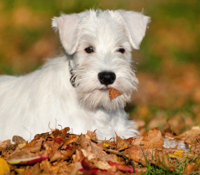 Miniature Schnauzer, color, white