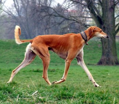 Coat, Saluki