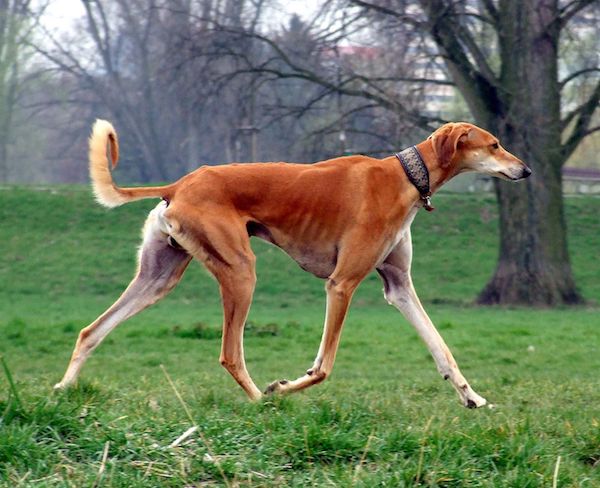 Coat, Saluki