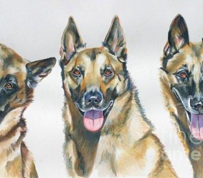 Belgian Malinois, breed standard